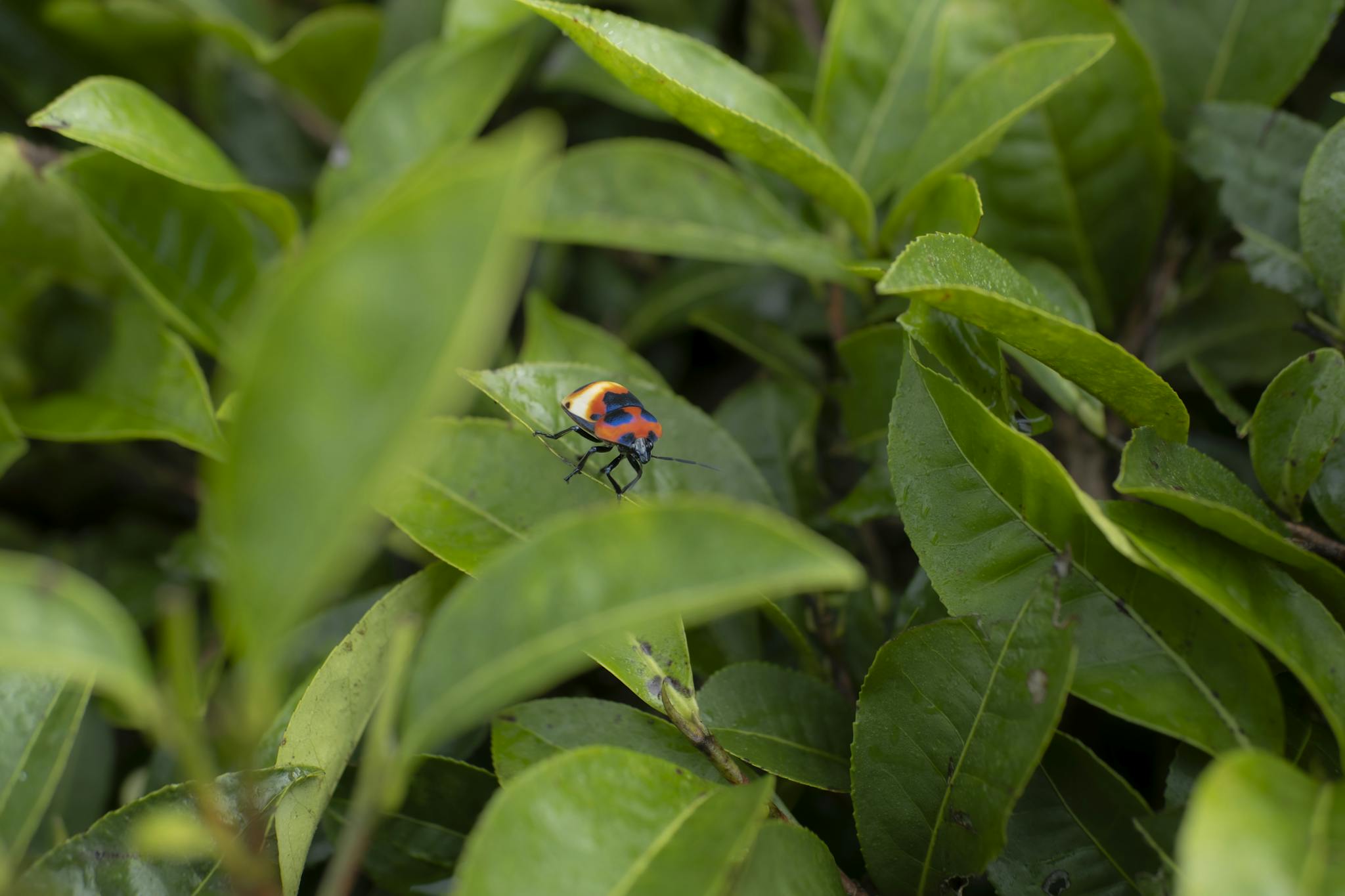 A vibrant insect sits on lush green tea leaves in the heart of Yunnan, China.