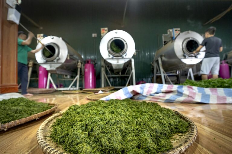 Close-up of green tea leaves drying in an industrial tea processing factory indoors.