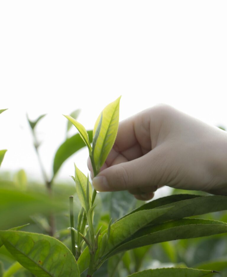Close-up of hand picking fresh green tea leaves in a Yunnan tea plantation.