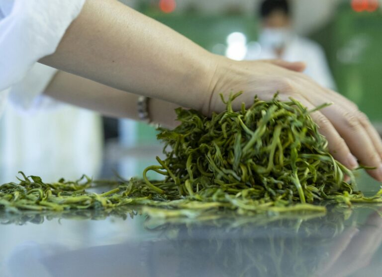 Close-up of hands sorting fresh tea leaves in a tea processing room in Pu'er, Yunnan, China.
