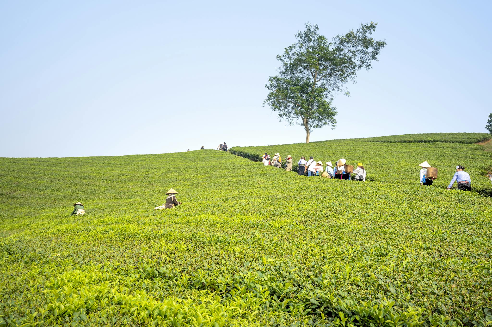 People walking on path between green tea plantation while working on agricultural farmland during harvesting season in countryside on summer day